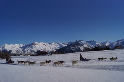 Centrale agence La Toussuire chiens de traineau hiver